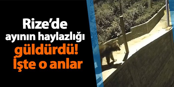 Rize’de ayının haylazlığı güldürdü! İşte o anlar | Trabzon Haber